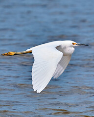 Snowy Egret