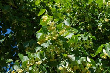 green leaves and white flowers in the sun