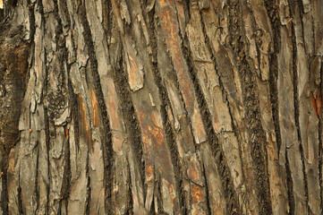 enhanced brown bark of a tree in the Park
