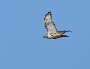 Red-Tailed Hawk in Flight on Blue Sly