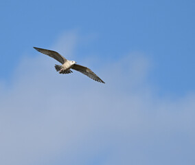 American Herring Gull in Flight on Blue Sly