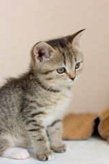 Portrait of a beautiful gray kitten on white table