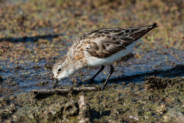 Bécasseau minute,.Calidris minuta, Little Stint