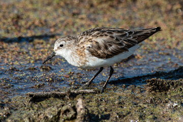 Bécasseau minute,.Calidris minuta, Little Stint