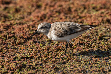 Bécasseau minute,.Calidris minuta, Little Stint