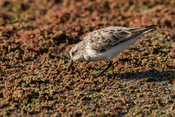 Bécasseau minute,.Calidris minuta, Little Stint