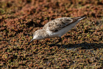 Bécasseau minute,.Calidris minuta, Little Stint
