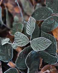 Blackberry leaves covered in frosty rime.