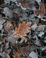 brown and orange autumn leaves covered in frosty rime.