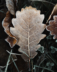 brown and orange autumn leaves covered in frosty rime.
