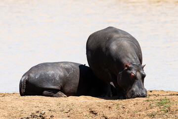 Fototapeta premium Hippopotame, Hippopotamus amphibius, Afrique du Sud