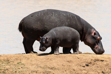 Hippopotame, Hippopotamus amphibius, Afrique du Sud