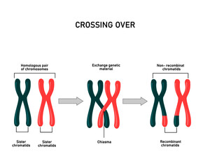 Chromosomal crossover, genetic recombination during meiosis. Exchanged of genetic material between 2 homologous chromosomes
