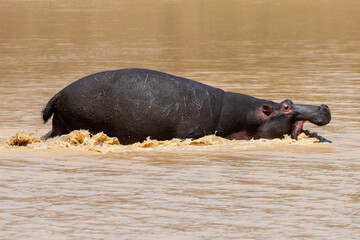 Fototapeta premium Hippopotame, Hippopotamus amphibius, Afrique du Sud