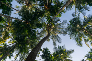 Obraz na płótnie Canvas Panoramic view of tall coconut trees from below against the blue sky in India