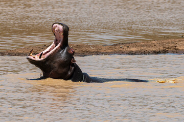 Fototapeta premium Hippopotame, Hippopotamus amphibius, Afrique du Sud