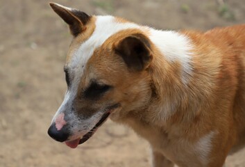 A street dog with skin disease on it's nose