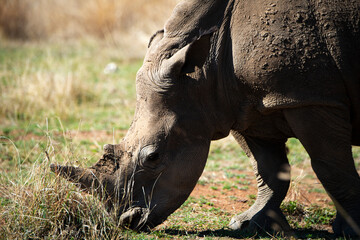Obraz premium Rhinocéros blanc, white rhino, Ceratotherium simum, Parc national Pilanesberg, Afrique du Sud