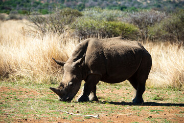 Fototapeta premium Rhinocéros blanc, white rhino, Ceratotherium simum, Parc national Pilanesberg, Afrique du Sud