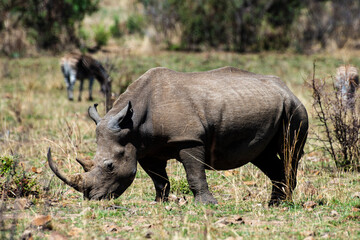 Fototapeta premium Rhinocéros blanc, white rhino, Ceratotherium simum, Parc national Pilanesberg, Afrique du Sud
