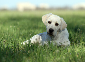 sweet yellow labrador in the park