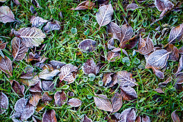 Frosty or frozen dry fallen leaves on the icy grass. Beginning of the winter. First frost.