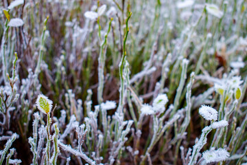 Frozen white plants, grass, moss and forest litter in the forest in autumn or winter. First frost - beginning of the winter, end of the fall.