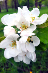 Beautiful view of a blossoming branch of an apple tree in spring.