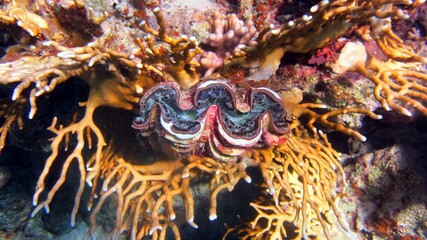 octopus on the coral