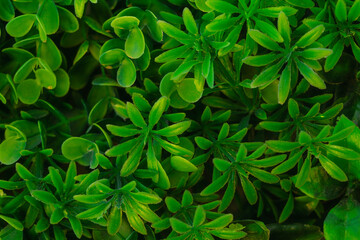 Closeup view flatlay photography of green plastic evergreen artificial plants