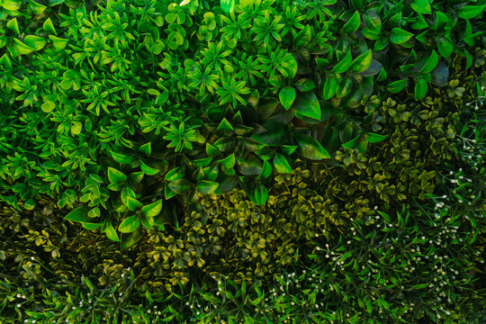 Closeup view photography of green plastic evergreen artificial plants