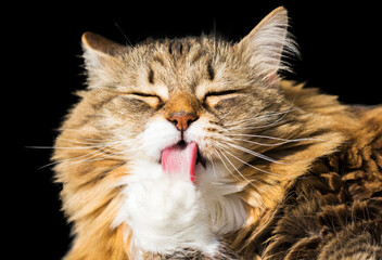 Pretty brown cat licks the paw on a black background