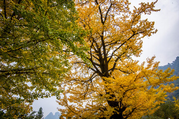 Amazing autumn landscape at Wudang Mountain.