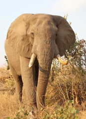 Afrikanischer Elefant / African elephant / Loxodonta africana