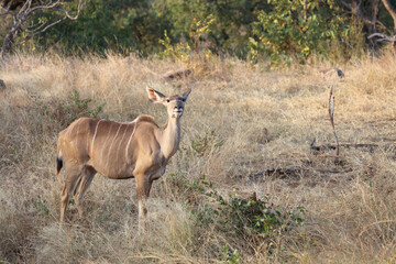Großer Kudu / Greater Kudu / Tragelaphus strepsiceros.