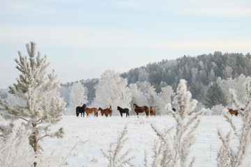 A herd of horses graze in winter on a pasture near the forest