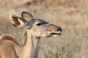 Großer Kudu / Greater Kudu / Tragelaphus strepsiceros.