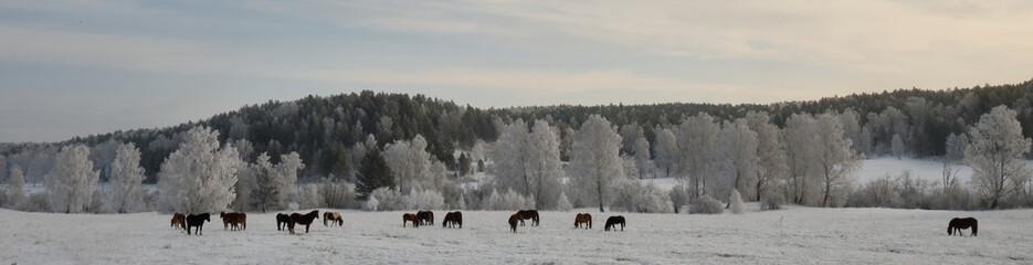A herd of horses graze in winter on a pasture near the forest