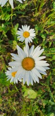 Obraz premium daisy flower in the garden