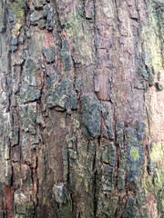 Close up texture of a very old tree trunk-beautiful natural texture vertical photo