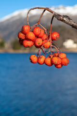 Shrubs with red fruits above the lake of St. Moritz