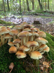 Fototapeta premium mushroom in the forest fhuy 1
