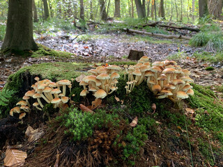 mushroom in the forest fhuy 2