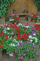 Colourful display of Geraniums Pelargoniums in containers