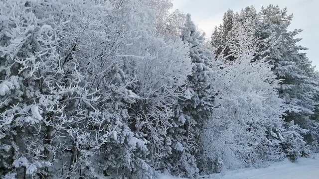 
Lem trees in the snow winter frost