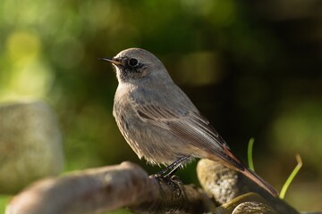 Black Redstart is standing on stick. Czechia. Europe.