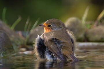 European robin (Erithacus rubecula) bathes. Czechia. Europe. 