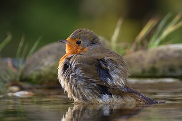 European robin (Erithacus rubecula) resting in the water. Czechia. Europe.
