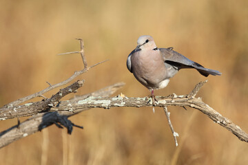 Kapturteltaube / Cape turtle dove / Streptopelia capicola