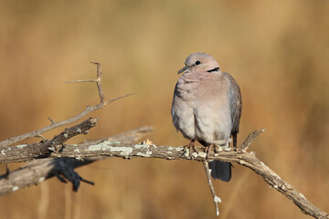 Kapturteltaube / Cape turtle dove / Streptopelia capicola